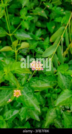 Nahaufnahme von kleinen wilden rosa Blüten, umgeben von lebendigem grünem Laub Stockfoto