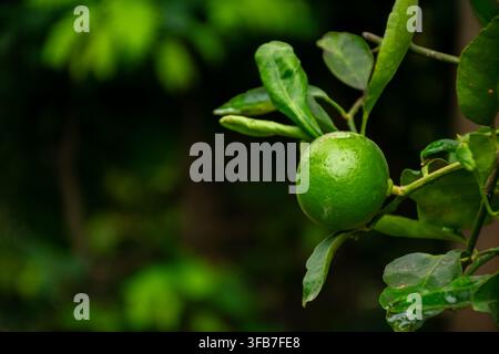 Frische grüne Limette, die natürlich an einem Zitrusbaum mit üppigen Blättern und Wassertropfen wächst, zeigt tropische Früchte, organischen Gartenbau, gesundes Essen und Natur Stockfoto