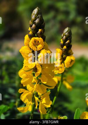 Nahaufnahme-Makroansicht von lebhaften gelben Popcorn-Kassien (Senna didymobotrya) Blütenspitzen mit dunkelbraunen kegelförmigen Blütenknospen bei vollem Sonnenlicht. Stockfoto