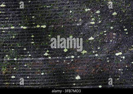 Ein schwarzes Schattennetz mit grünem Blattmaterial, das einen abstrakten, texturierten Hintergrund für Gartensichtschutz und Außenstrukturen bildet Stockfoto