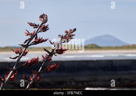 Neuseeländische Flachspflanze Phormium tenax blüht in Enniscrone, County Sligo, mit Blick auf Nephin Beg, Republik Irland Stockfoto