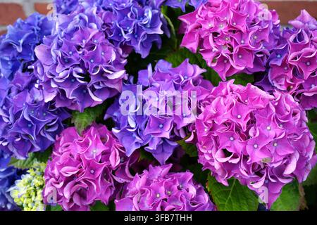 Büschel von leuchtend rosa und lila Hortensienblüten (Hydrangea macrophylla) werden prominent präsentiert, wobei ihre großen, runden Blüten zur Schau gestellt werden. Die p Stockfoto