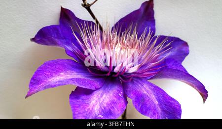 Clematis 'Multi Blue' Blüte zeigt lebhafte violette Blütenblätter mit samtiger Textur, umgeben von einem Zentrum aus stacheligen, blassrosa Blütenblättern. Die Blütenblätter sind br Stockfoto