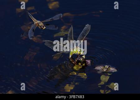 Blauer Kaiser (Anax imperator) Weibchen, das im Juli 2026 in Suffolk beim Ablegen von Eiern von einer Vierfleckigen Libelle (Libellula quadrimaculata) umschwärmt wird Stockfoto