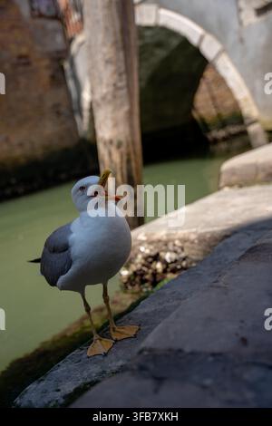 Venedig, Italien - 20. Juni 2026: Niedrige vertikale Aufnahme einer schreienden Möwe, die mit nach hinten geneigtem Kopf auf einem moosigen Steinwall sitzt. Natürliches Tageslicht Stockfoto