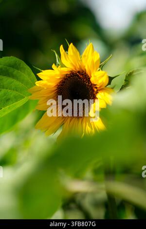 Heller Sonnenblumenblüte zwischen grünen Blättern in einer natürlichen Gartenumgebung, die lebendige gelbe Blütenblätter und einen dunklen Mittelpunkt zur Schau stellt Stockfoto
