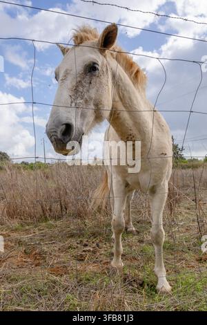 Ein großes weißes Pferd steht hinter einem Zaun auf einem trockenen Feld unter einem hellen Himmel. Stockfoto