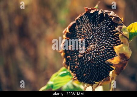 Getrockneter Sonnenblumenkopf, schwer mit reifen Samen, bereit für die Ernte. Konzept der Reife von landwirtschaftlichen Ernten, der Ölsaatproduktion, des Endes des saisonalen Wachstums und Fa Stockfoto