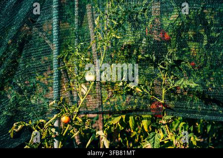Tomatenpflanzen mit wachsenden grünen Früchten, die unter einem schützenden dunkelgrünen Schattennetz angebaut werden. Selektive Fokussierung. Stockfoto