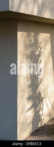 Baumschatten wirft auf eine strukturierte Außenstuckwand Stockfoto