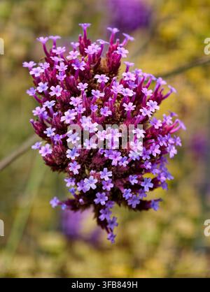 Purpletop Eisenkraut auch bekannt als Argentinisches Eisenkraut - Verbena bonariensis Stockfoto