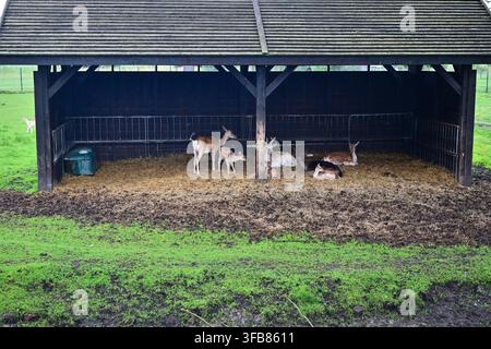 Rotwildherde ruht in überdachtem Fütterungsschuppen auf grüner Weide auf dem Bauernhof Stockfoto