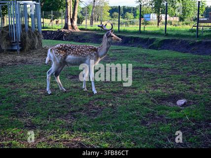 Junger gescheckter Dämmerhirsch mit kleinen Geweihen, der in einem eingezäunten Parkgehege in der Dämmerung grast Stockfoto
