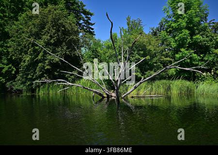 Tote Baumäste, die aus ruhigem Seewasser auftauchen, mit grünen Bäumen und Schilfrohrspiegelung – Blick vom Kajak auf der Krutynia. Stockfoto