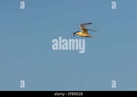 Sandwich-Tern mit einem kleinen Fisch im Flug vor blauem Himmel, von warmem goldenem Seitenlicht beleuchtet, breite Komposition. Stockfoto