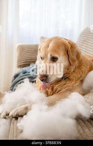 Golden-Retriever-Welpe sitzt tagsüber auf der Couch, umgeben von unordentlicher weißer Faserfüllung Stockfoto