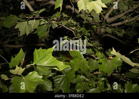 Ein lebendiger Nahaufnahme von breiten grünen Platanenblättern (Platanus), die hell gegen einen dunklen Hintergrund beleuchtet sind. Der künstliche Blitz betont das Glänzende Stockfoto