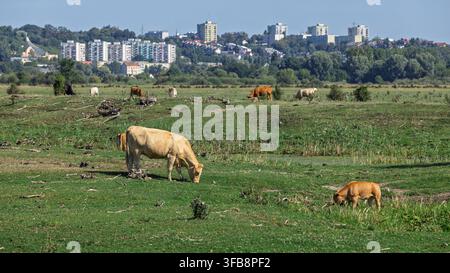 Eine Herde Rinder mit kleinen Kälbern, die auf einer grasbewachsenen Weide im Vordergrund grasen, im Kontrast zu mehrstöckigen Stadtwohnhäusern auf einem grünen Hügel Stockfoto