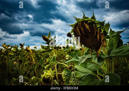 Nahaufnahme eines reifen hängenden Sonnenblumenkopfs auf einem Feld unter dramatischen dunklen Gewitterwolken Stockfoto