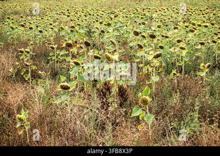 Feld mit reifen Sonnenblumen mit hängenden Samenköpfen und verwitterten Blättern am Ende der Wachstumsperiode Stockfoto