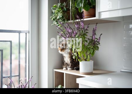 Hauskatze sitzt auf Küchenschrank zwischen üppig blühendem Topf-Thai-Basilikum und Zimmerpflanzen. Stockfoto