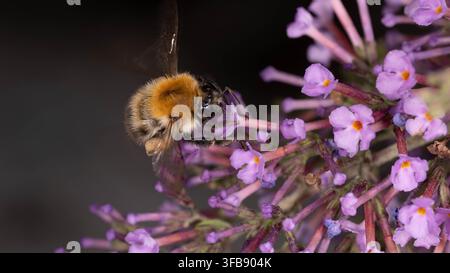 Bio-Vielfalt - Bombus pascuorum - Fliegende Hummel, die sich an Blumen des Schmetterlingsbusches nährt Stockfoto