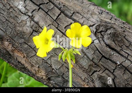 Hellgelbe Wildblumen wachsen vor einem verbrannten Holzstamm. Stockfoto