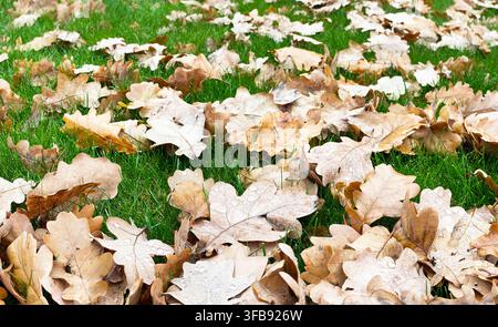 Breite niedrigwinklige Aufnahme von gefallenen Eichenblättern mit Wassertröpfchen, die über den grünen Rasen im Herbst verstreut sind. Stockfoto