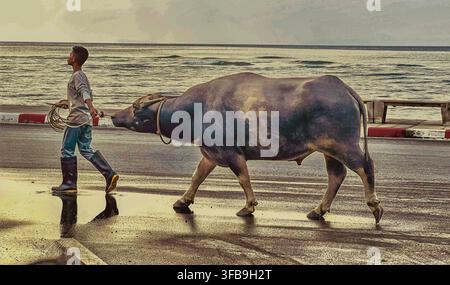 Thailändischer Mann führt einen Wasserbüffel entlang einer Küstenstraße am Meer in Koh Samui, Thailand. Nur für redaktionelle Verwendung: Nicht für kommerzielle oder werbliche Nutzung. Stockfoto