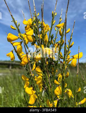Gemeine Ginsterpflanze (Cytisus Scoparius ssp. scoparius) mit vielen hellen goldgelben Blüten auf einer Wiese vor dem Himmel Stockfoto