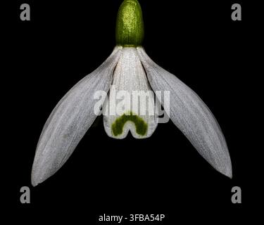 Gemeine Schneeglöckchen (Galanthus nivalis) vor schwarzem Hintergrund Stockfoto