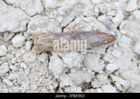 Versteinerte Belemnitenwachen oder Rostra, die in Ostpolen gesammelt wurden. Ein Fossil, das in kalkhaltigen Sedimenten gefunden wurde. Stockfoto