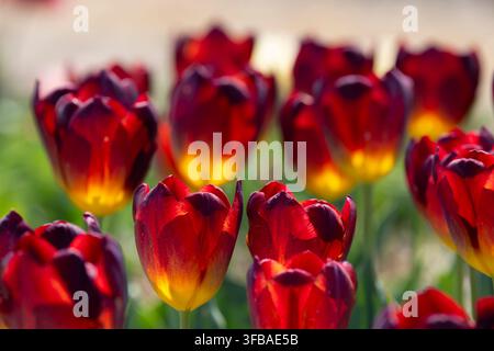 Schöne rote und gelbe Tulpen blühen im Frühling in einem Garten Stockfoto