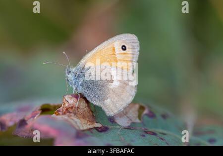 Makrofotografie eines kleinen Heidekrautfalters, Coenonympha pamphilus, der auf einem verrottenden Blatt in einem natürlichen Lebensraum ruht, mit Kopierraum im Unschärfenbereich Stockfoto