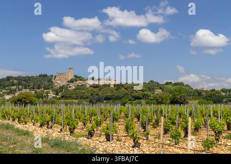 Typischer Weinberg mit Steinen in der Nähe von Chateauneuf-du-Pape, Cotes du Rhone, Frankreich Stockfoto
