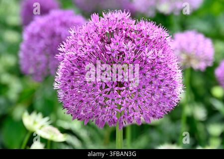 Runde lila Frühsommerblüte der Zierlauchart Allium giganteum, die im UK-Garten im Mai wächst Stockfoto