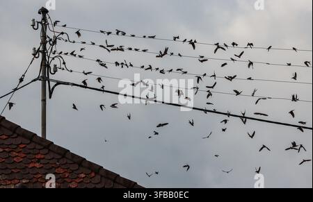 Versammlung von Schwalben auf Stromleitungen am Ende des Sommers Stockfoto