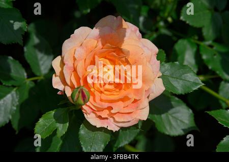 weiche orangefarbene Blüten der David Austen englischen Strauchrose, Rosa Lady of Shallot, die im Mai in einem UK-Garten wächst Stockfoto