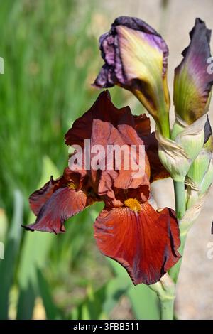 reicher brauner roter Frühsommerblüte der Bart-Iris, oder Iris Germanica Gai Luron, die im englischen Garten im Mai wächst Stockfoto