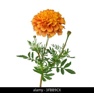 Orange Marigold-Blüte mit Knospe und fedrigen grünen Blättern am Stiel isoliert auf weißem Hintergrund. Stockfoto