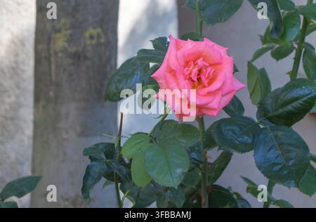 Schöne rosa Rose in voller Blüte mit üppigen grünen Blättern im Garten. Stockfoto