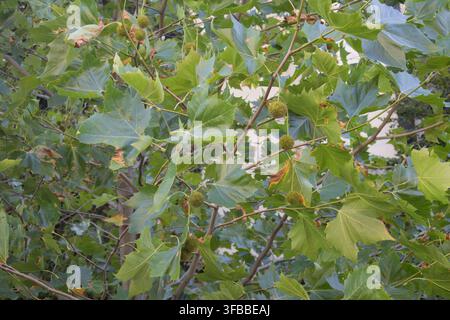 Grüne Platanenblätter und hängende Samenbälle an Ästen im Sommer. Stockfoto