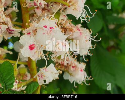 Nahaufnahme-Makroaufnahme von Rosskastanienbaumblüten (Aesculus hippocastanum) mit Büscheln zarter weißer Blüten mit charakteristischem Stockfoto