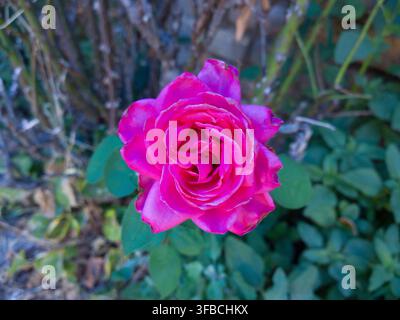 Top-Down-Nahaufnahme einer einzelnen lebendigen magentaroosenblüte, die an einem Strauch in einem sonnigen Garten blüht. Stockfoto