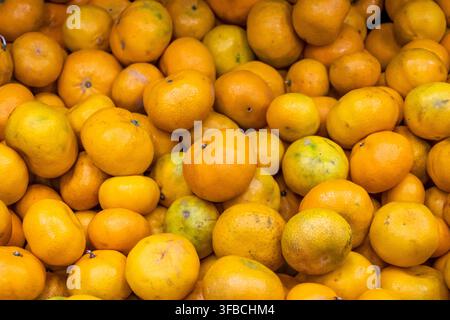 Frische Bio-Tangerinen aus Ecuador, Vollformat-Zitrus-Hintergrund Stockfoto