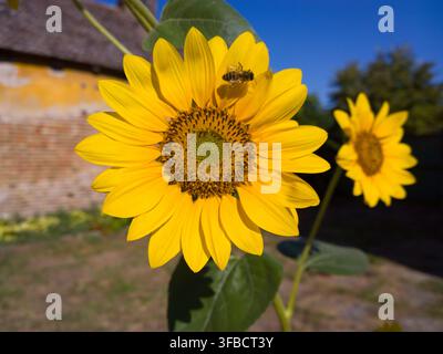 Nahaufnahme einer jungen gelben Sonnenblume, die mit einer Honigbiene in einem rustikalen Dorfhof blüht. Stockfoto
