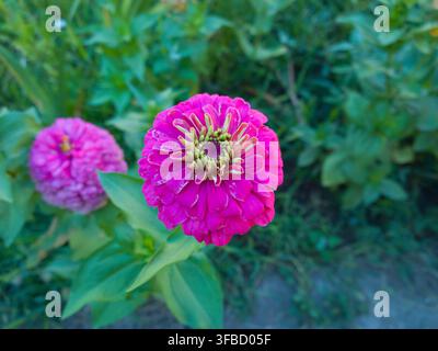 Top-Down-Nahaufnahme eines jungen magentaroosen Zinnia-elegans-Blütenkopfs, der sich in einem sonnigen Gartenbeet öffnet. Stockfoto