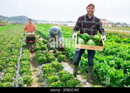Mann posiert mit Salat Ernte auf dem Feld Stockfoto