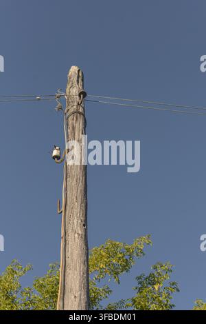 Alter hölzerner Strommast mit Stromleitungen vor einem klaren blauen Himmel. Ländliche Strominfrastruktur bei natürlichem Tageslicht. Stockfoto