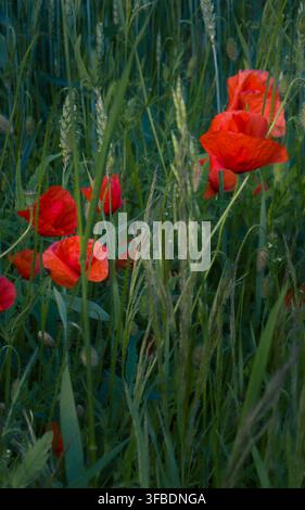 Lebendige Blüte von Mohn mit zarten Blütenblättern und Stielen, die auf einem Weizenfeld wachsen. Schöne Sommerlandschaft in Lettland Stockfoto